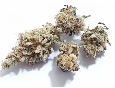 Medicuana Snow Princess Susz CBG