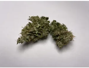 Medicuana Fluffy Owl Susz CBG