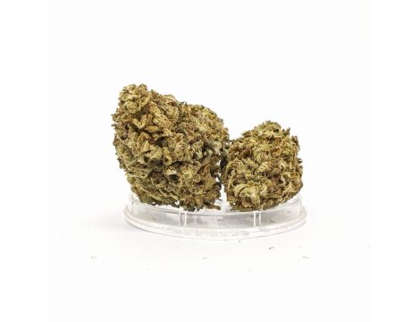 Sativa Poland Susz CBD Amazing Haze - 2