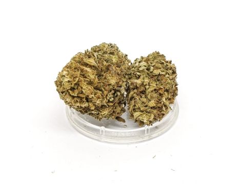 Sativa Poland Susz CBD Amazing Haze - 3