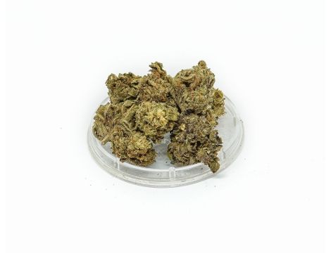 Sativa Poland Susz CBD Bubbels - 3