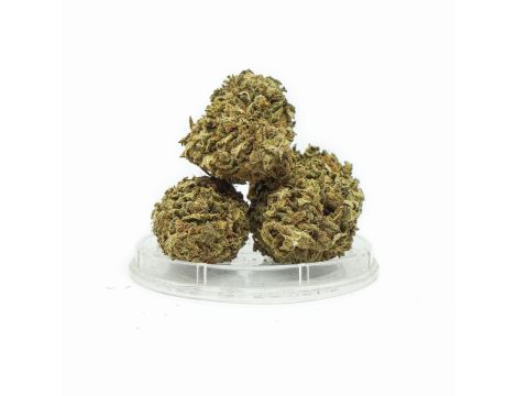 Sativa Poland Susz CBD Hawai Haze - 2