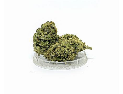 Sativa Poland Susz CBD Tropicana - 2