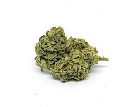 Sativa Poland Susz CBD Tropicana - 5