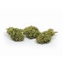 Sativa Poland Susz CBD Tropicana - 5